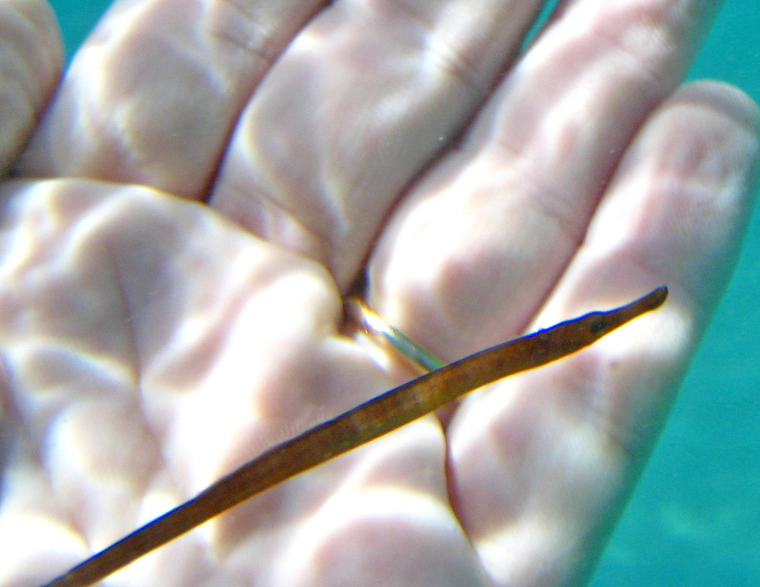 Pesce ago